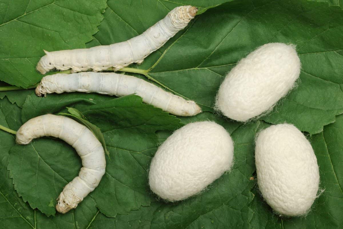  Silk cocoon wool Purchase Price + Specifications, Cheap Wholesale 